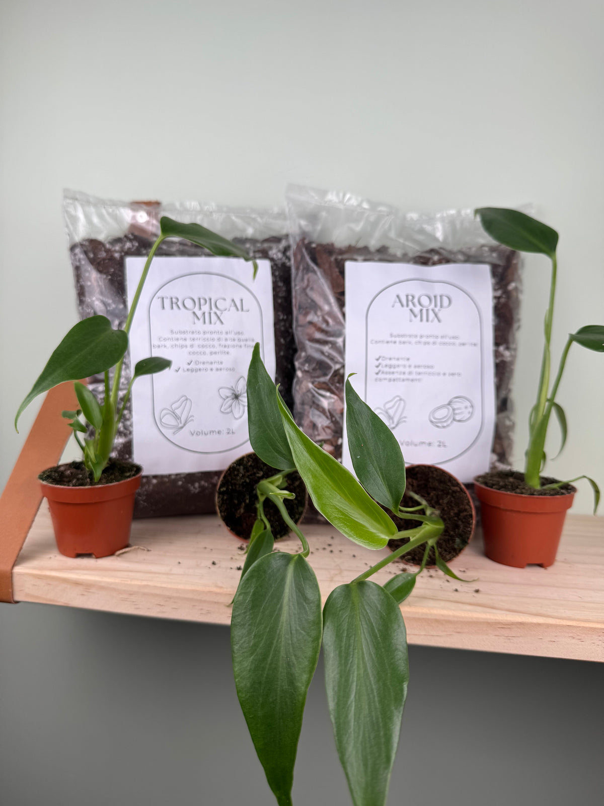 La Monstera Burle Marx Flame: la pianta rara che conquista tutti