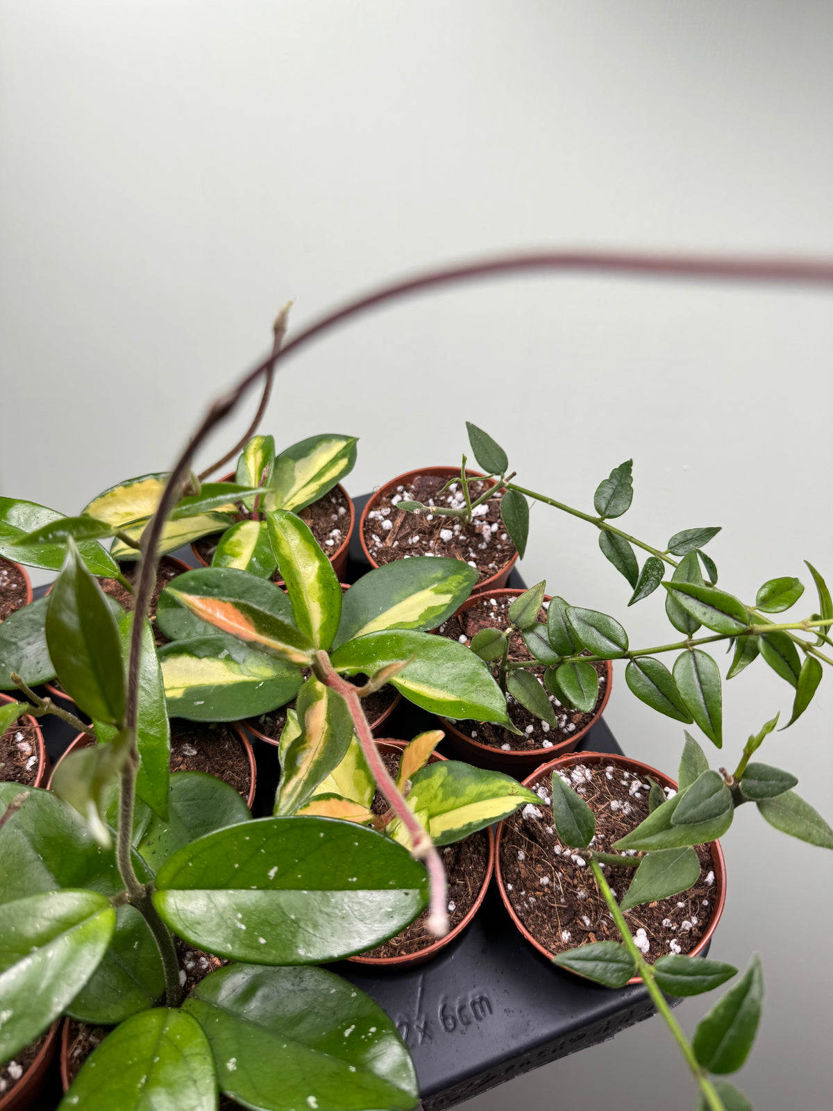 Hoya: guida completa per la cura della pianta dai fiori di cera