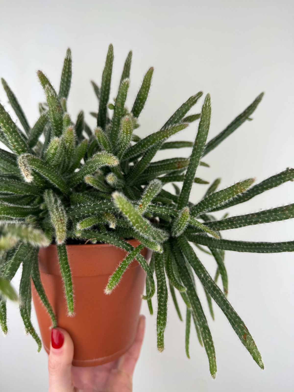 Le Rhipsalis: cactaceae resistenti e particolari