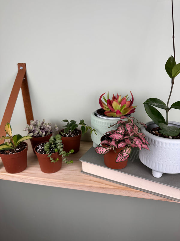 Le baby piante: perché sono la scelta perfetta