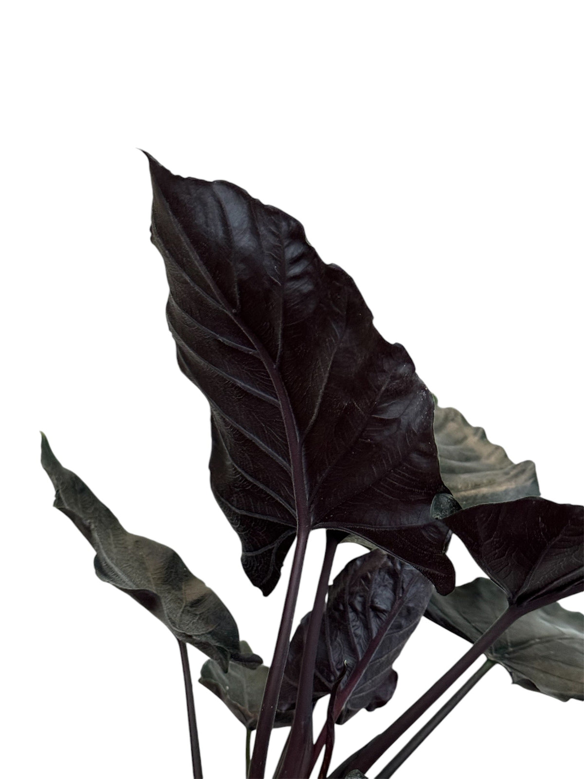 Piante da appartamento eleganti ed esclusive: usciamo dagli schemi