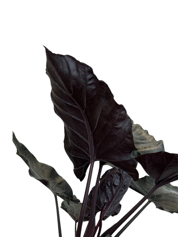 Piante da appartamento eleganti ed esclusive: usciamo dagli schemi