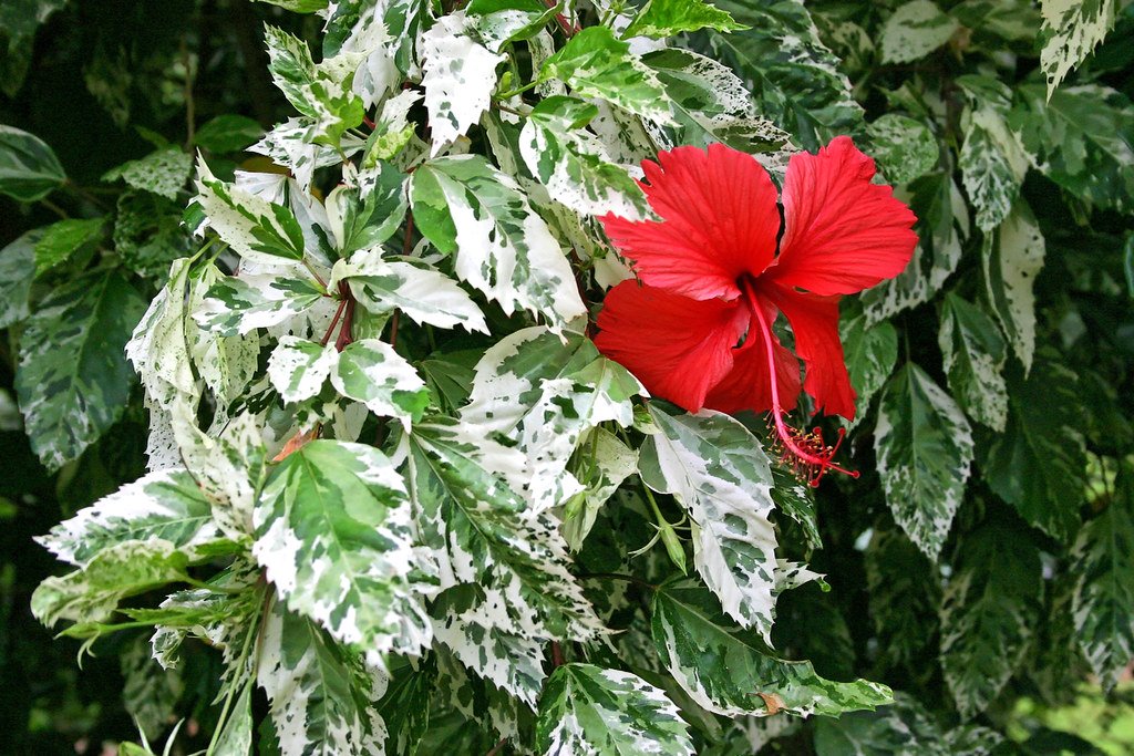 Hibiscus rosa-sinensis "Variegata": una bellezza tropicale per eccellenza