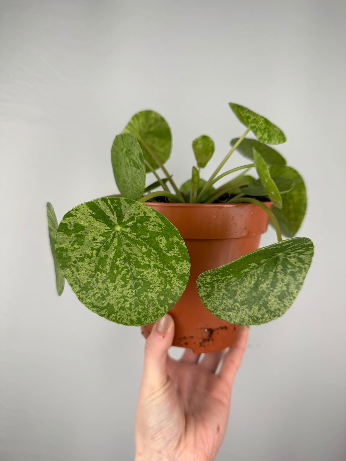 La Pilea Peperomioides: versione monete variegate!