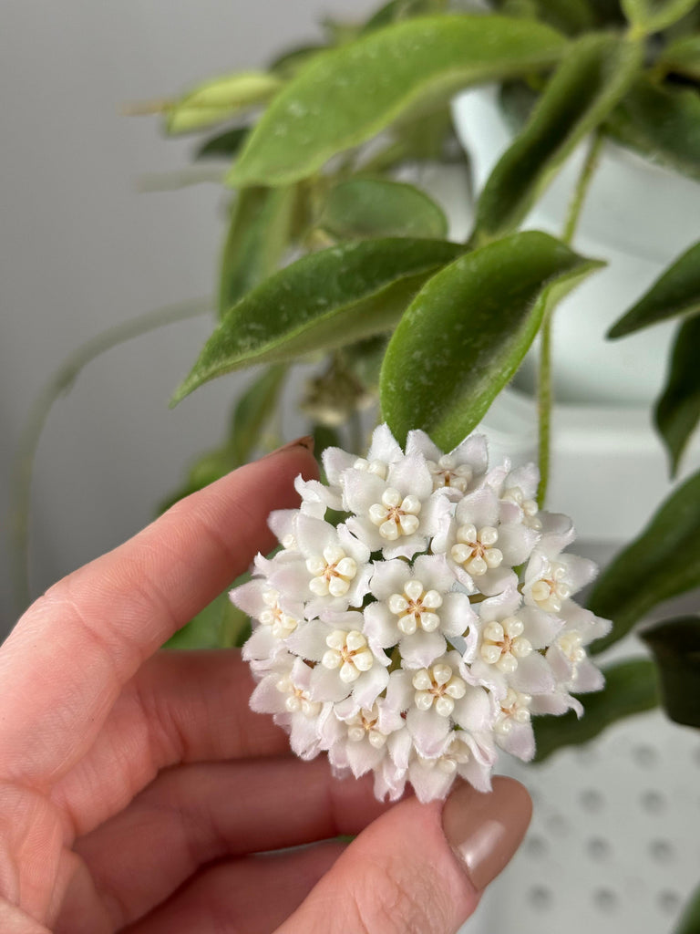 Perché la mia Hoya non fiorisce? Consigli per stimolare la fioritura