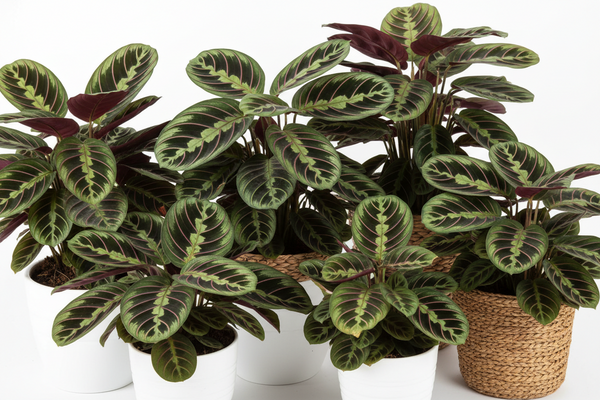 Maranta: Guida per curarla e coltivarla