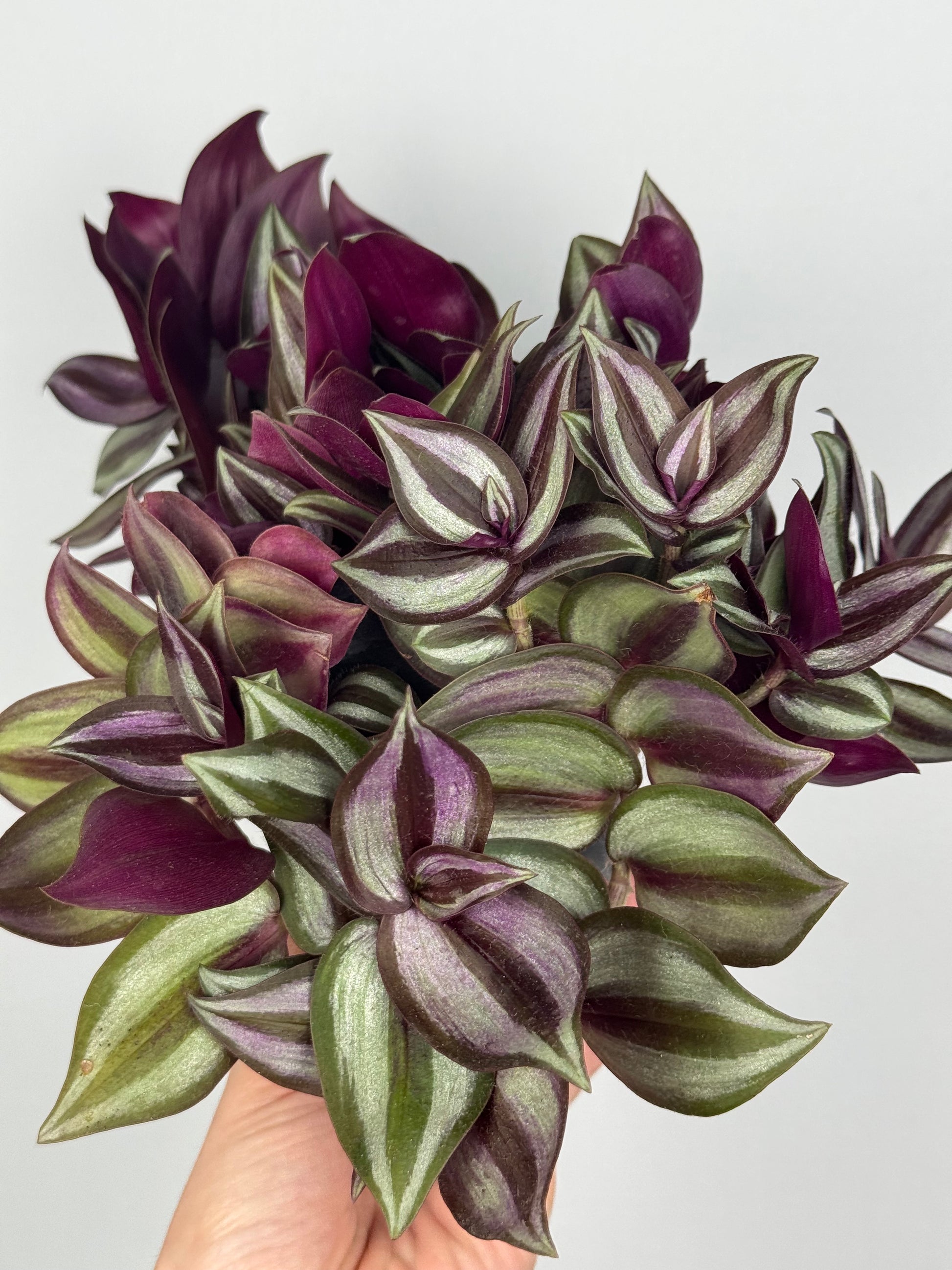 Tradescantia Zebrina “Violet Hill”