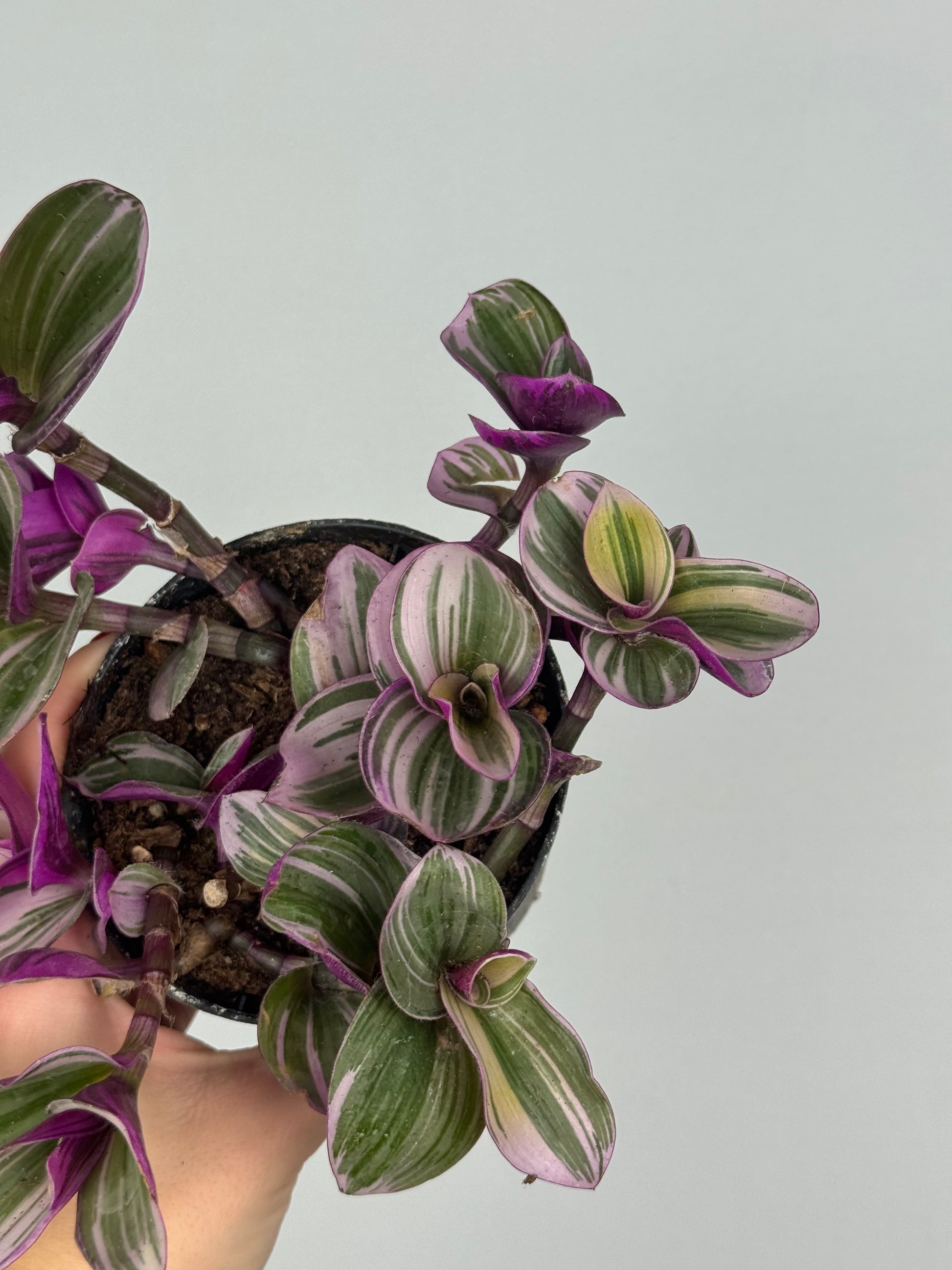 Tradescantia Nanouk | Jenny