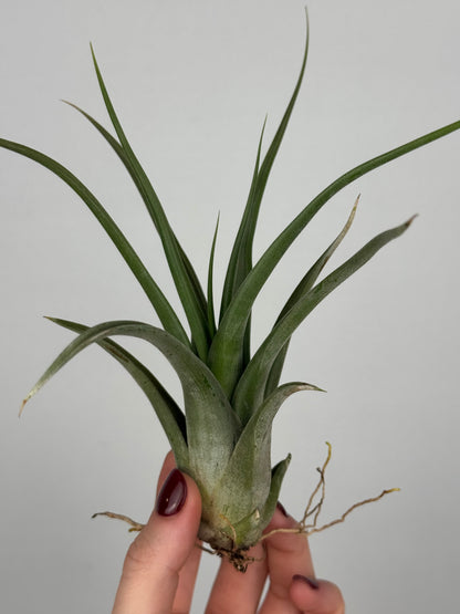 Tillandsia Fasciculata
