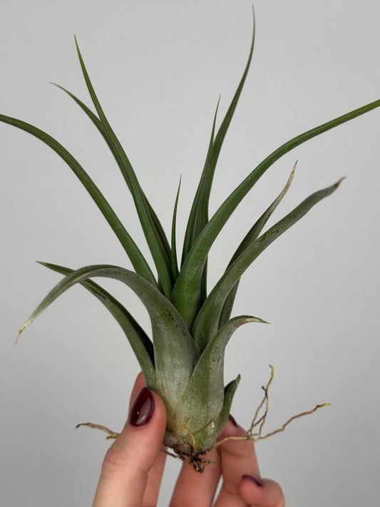 Tillandsia Fasciculata