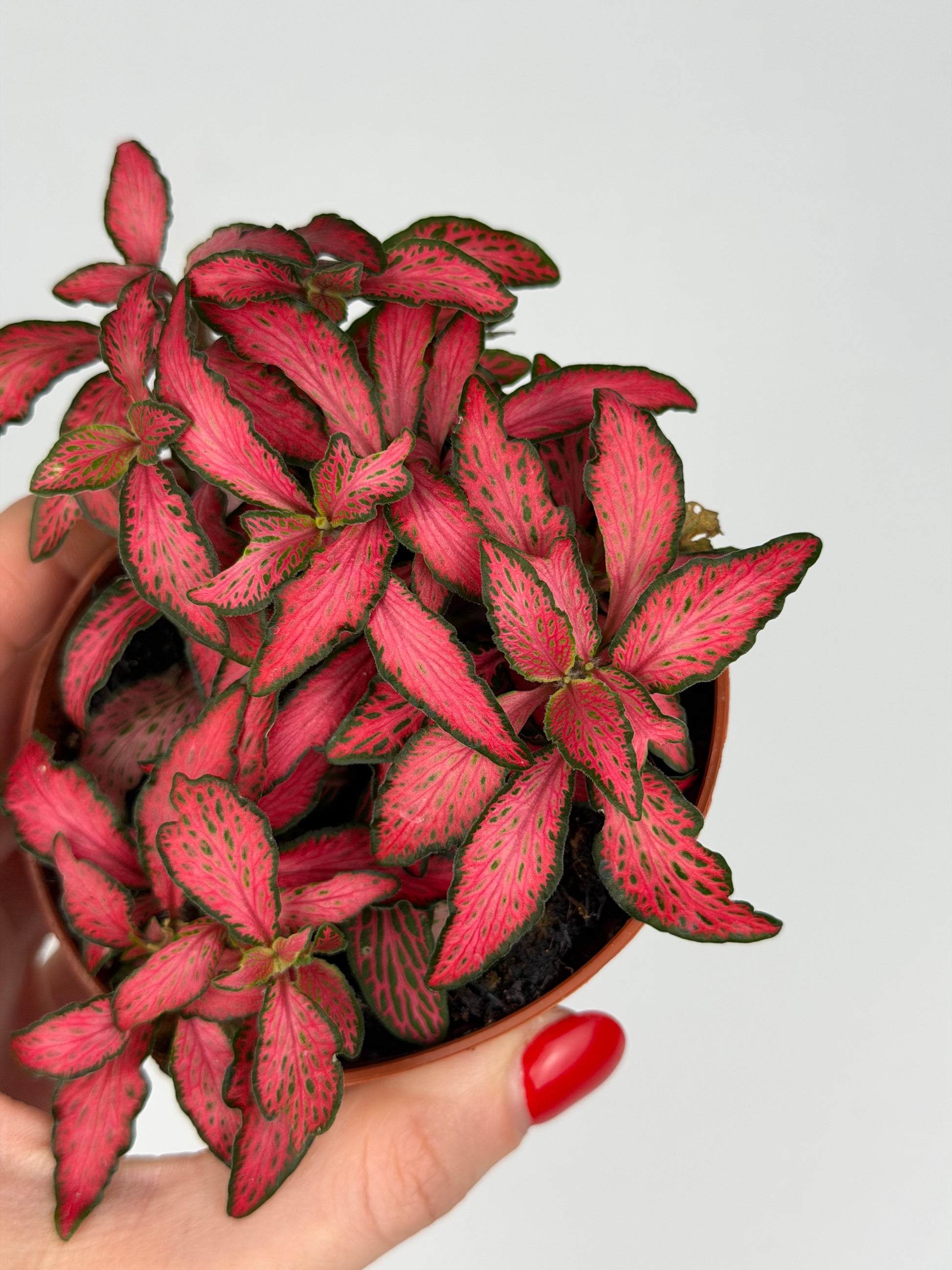Fittonia 'Forest Flame' Fittonia Tropical Corner