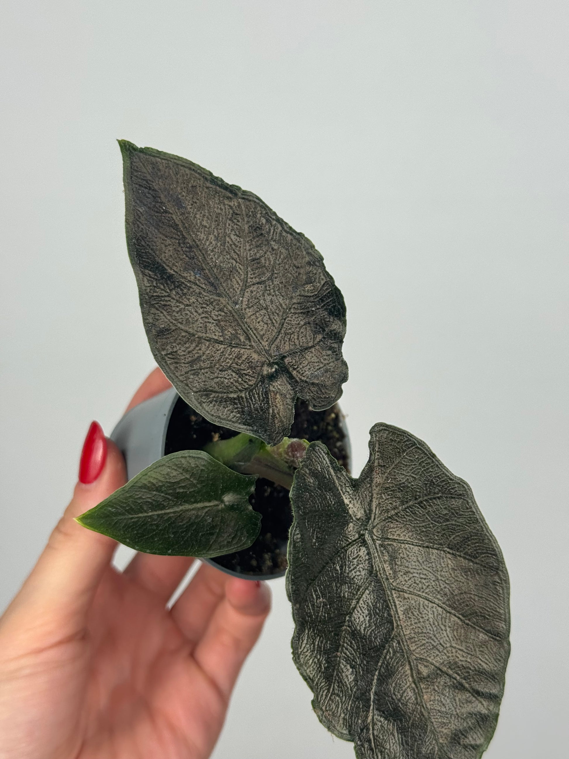 Alocasia Antoro Velvet