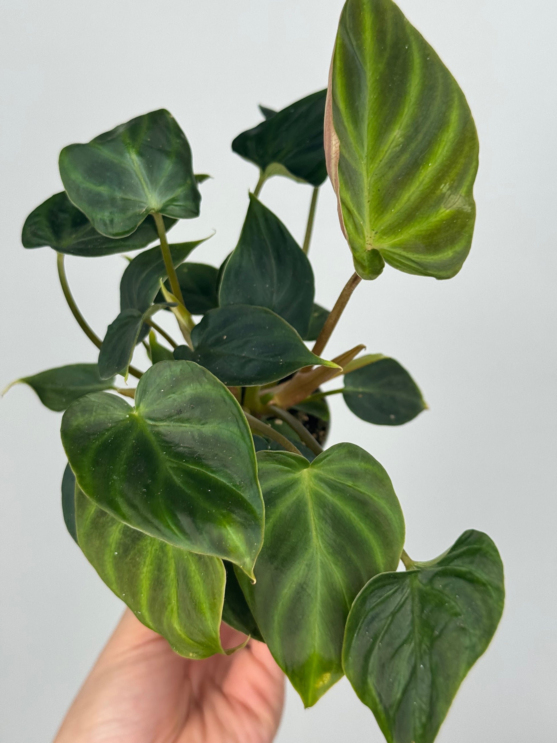 Philodendron El Choco Red