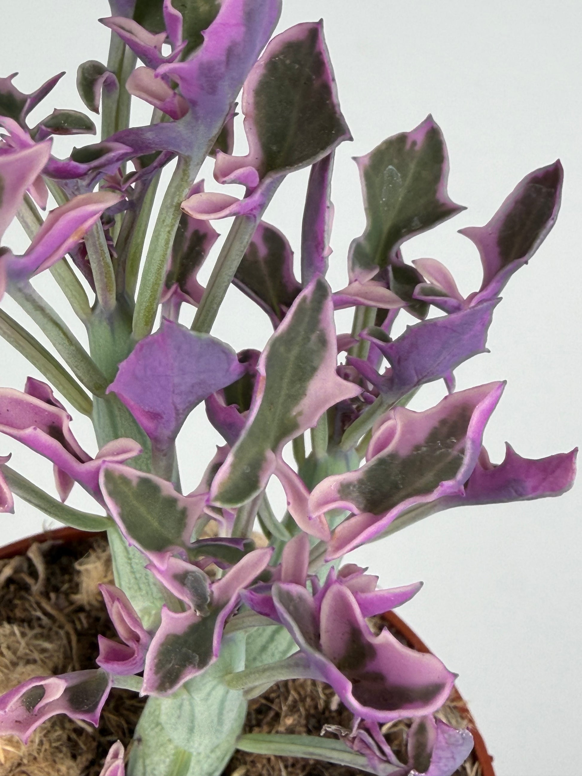 Senecio Articulatus Variegata Tropical Corner