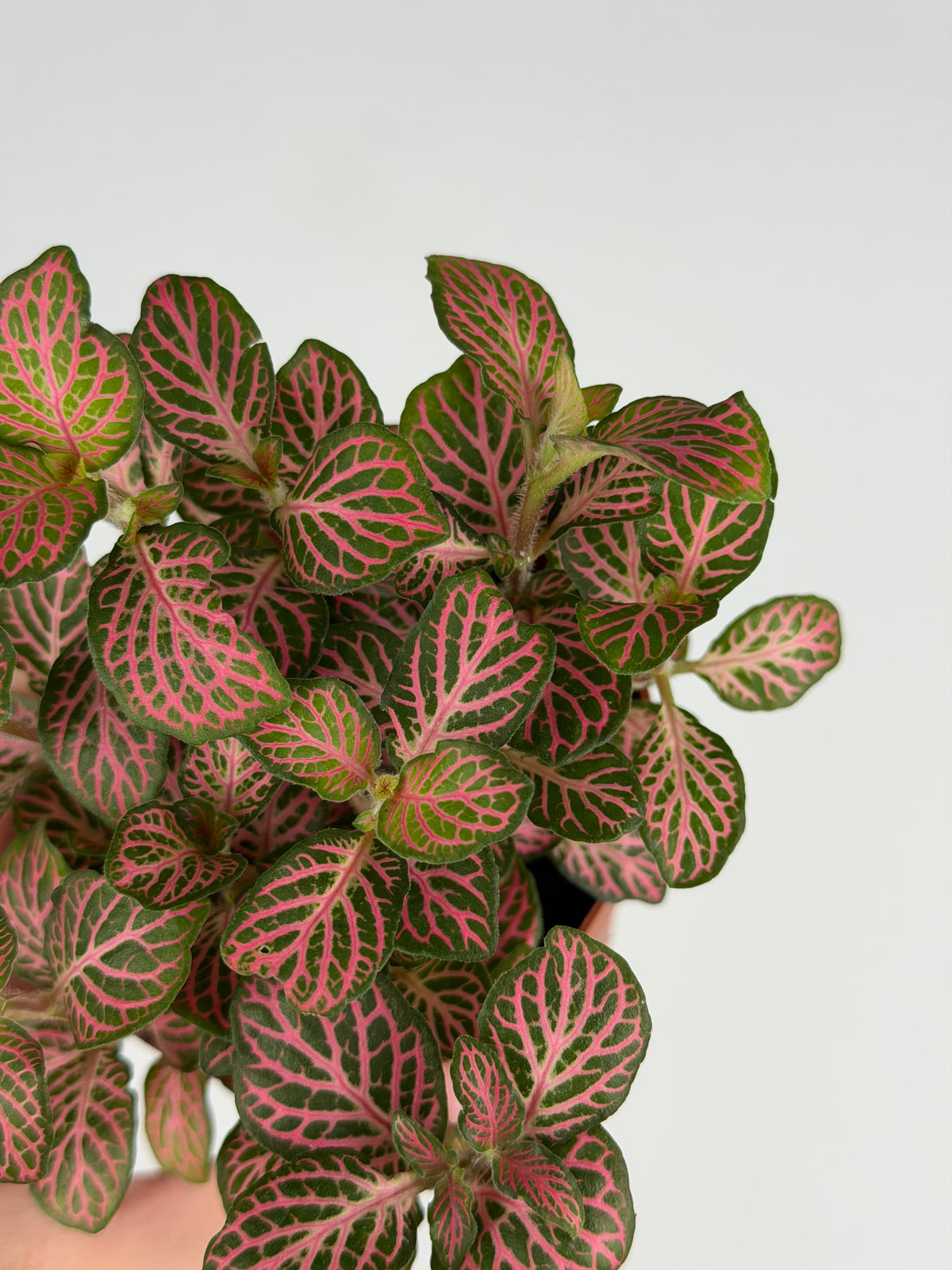 Fittonia Pink Fittonia Tropical Corner