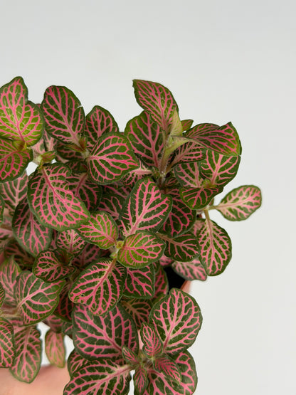 Fittonia Pink Fittonia Tropical Corner