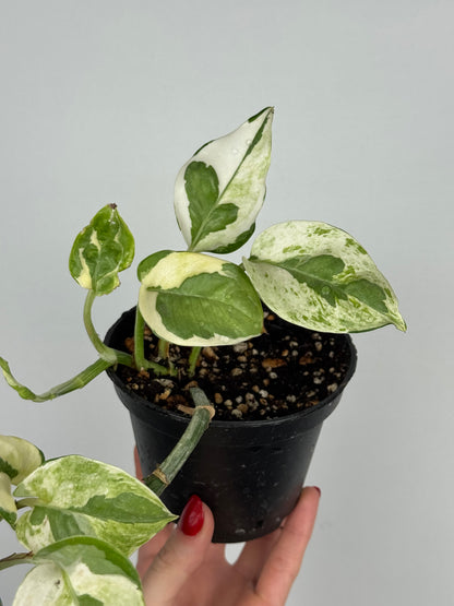 Epipremnum N’Joy | Milo