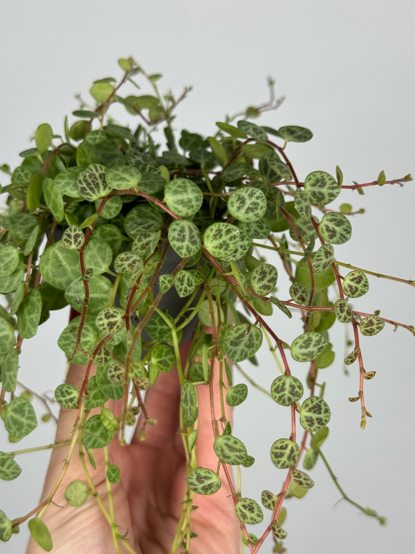 Peperomia Prostrata