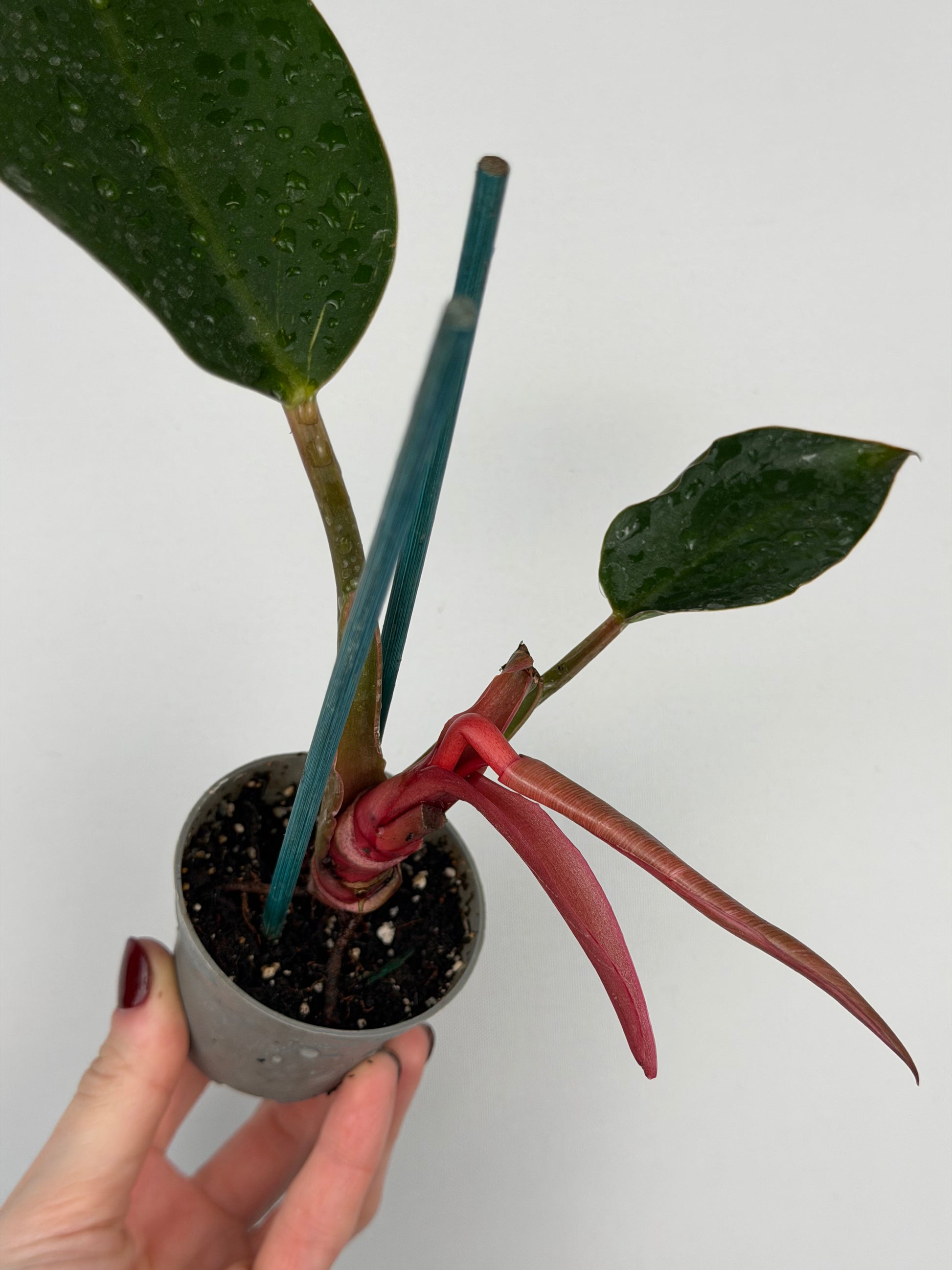 Philodendron Pink Bikini | Taki