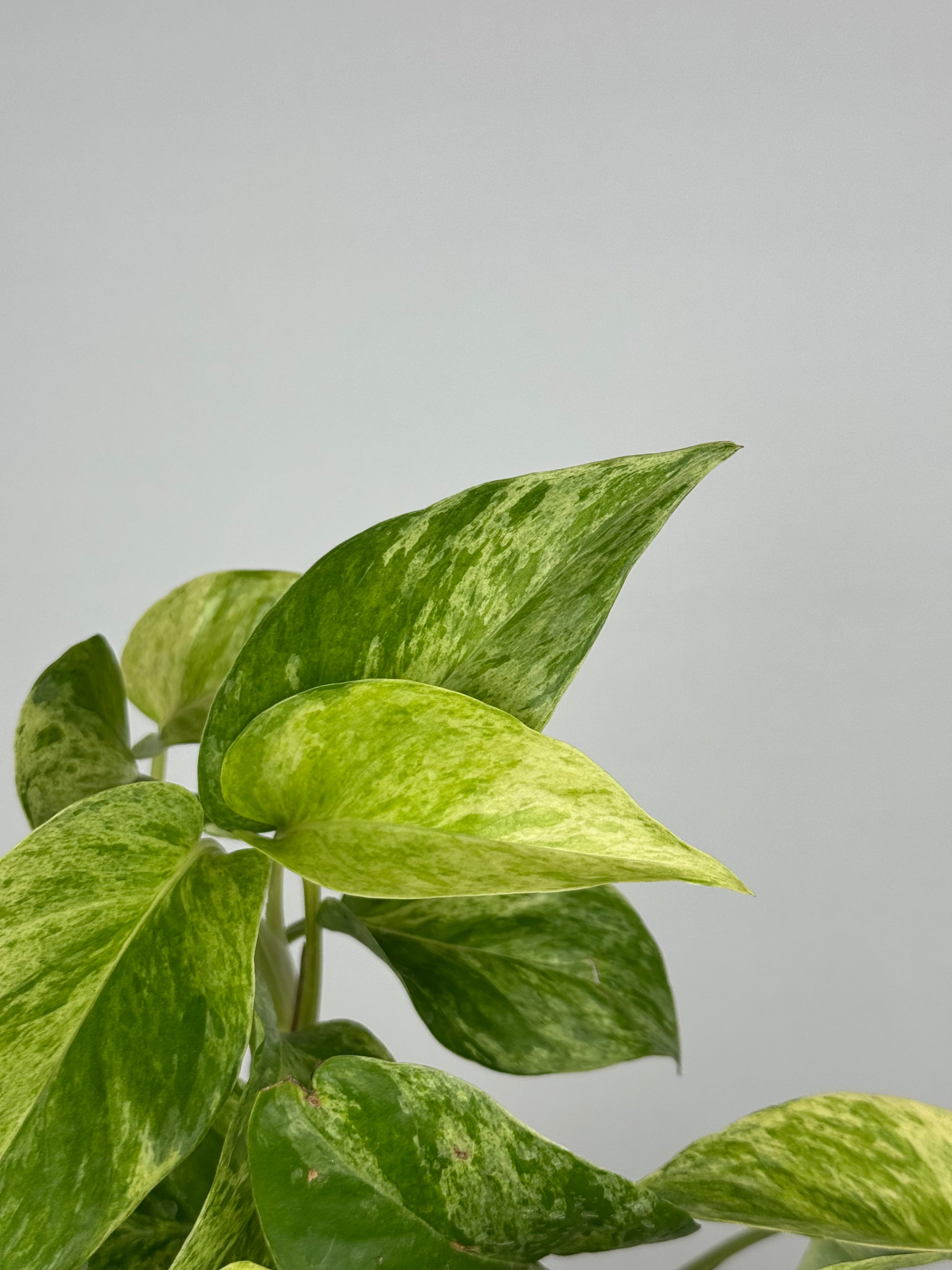 Epipremnum Marble Queen