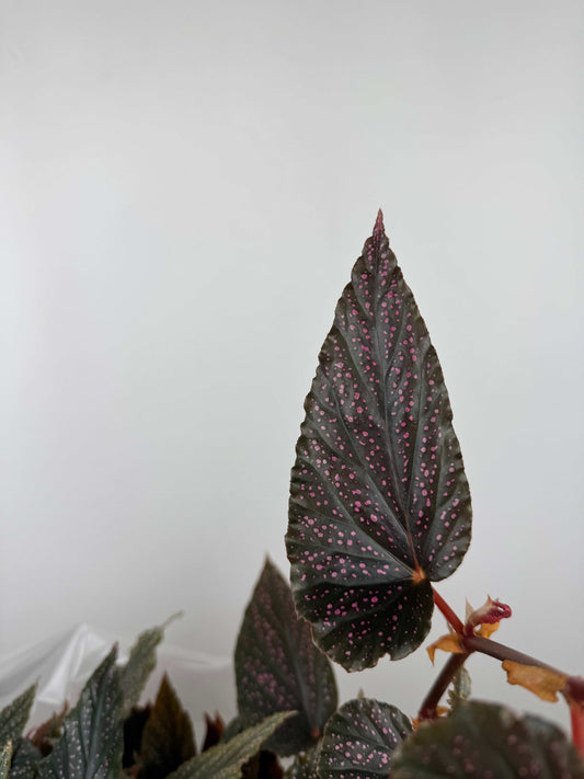 Begonia Maculata Benigo “Pink Spot”