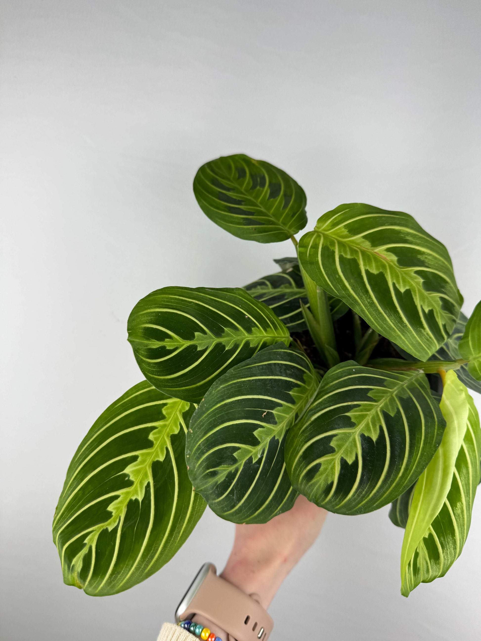 Maranta Leuconeura “Lemon Lime”