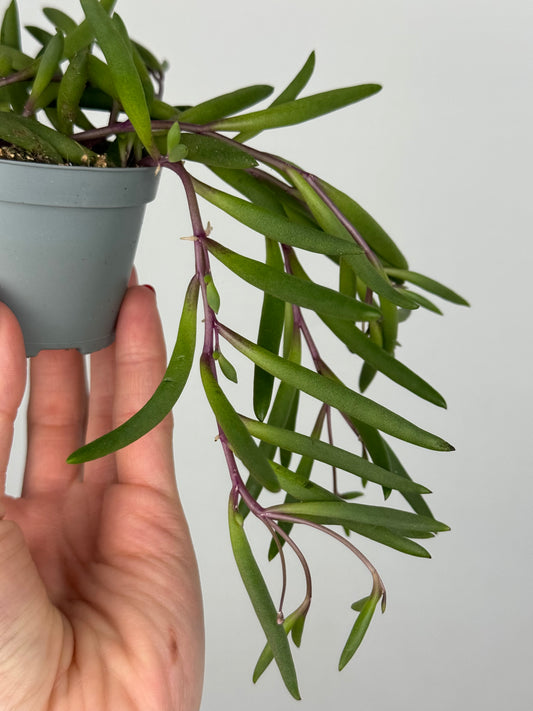 Senecio herreianus “Purple Flush”