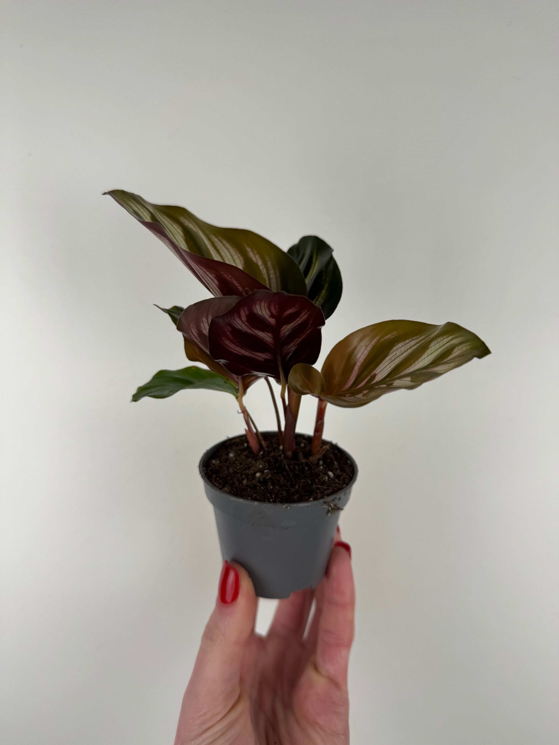 Calathea Makoyana