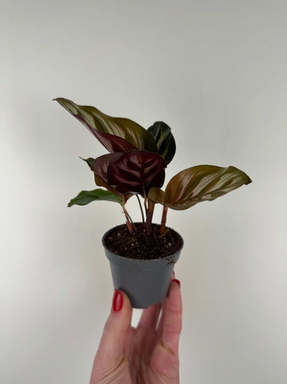 Calathea Makoyana