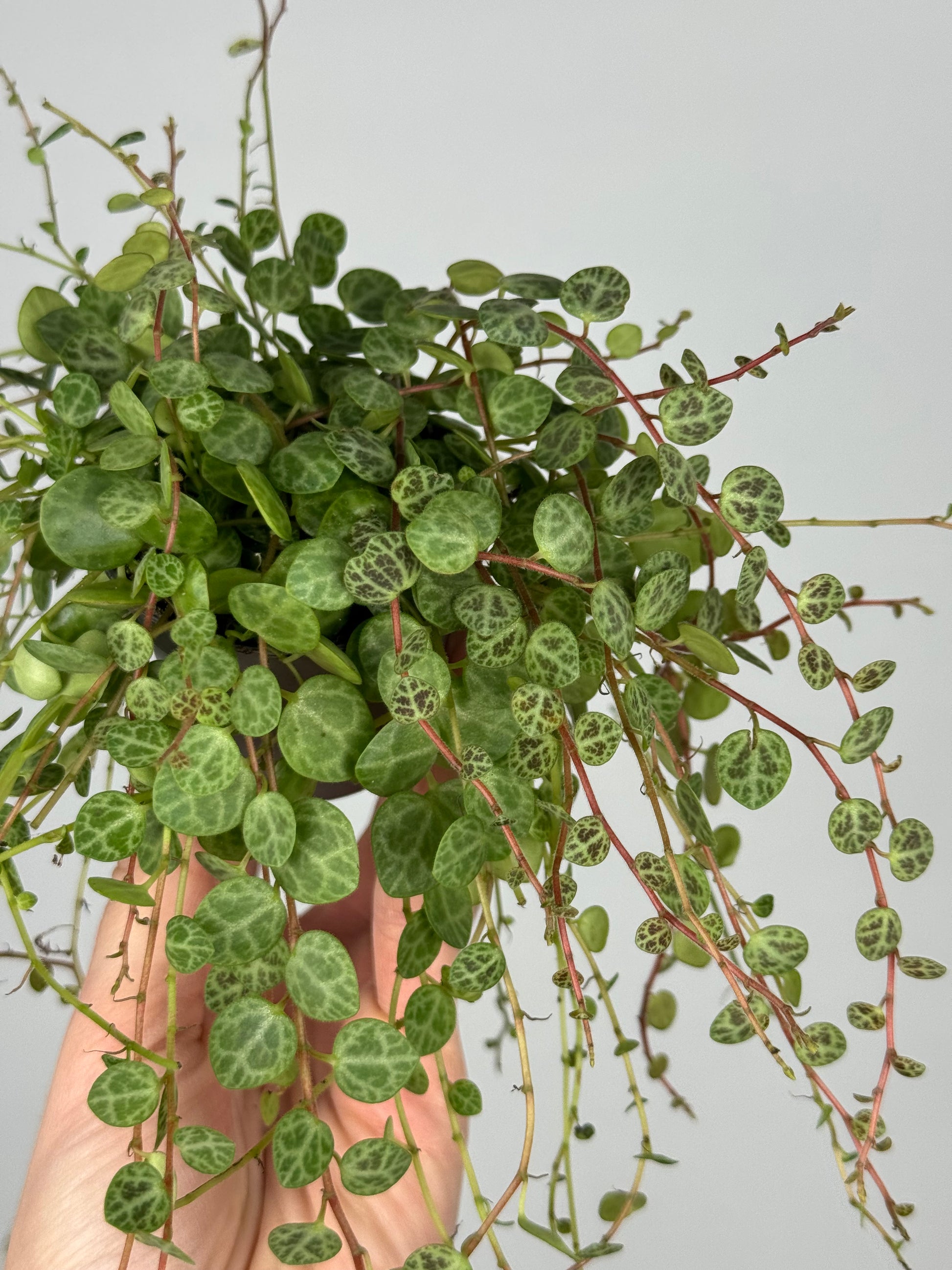 Peperomia Prostrata