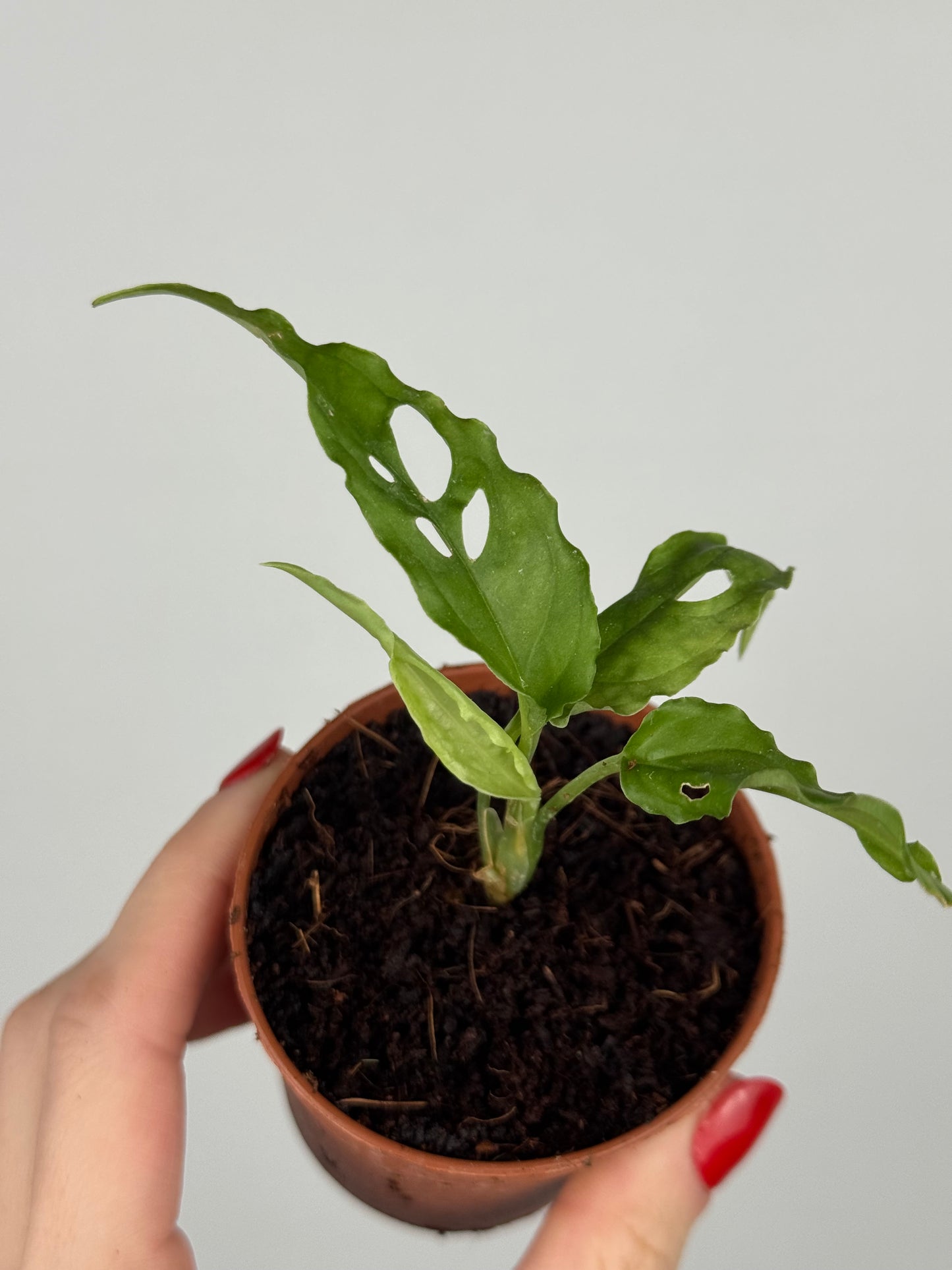 Monstera Obliqua “Perù” | Zahara