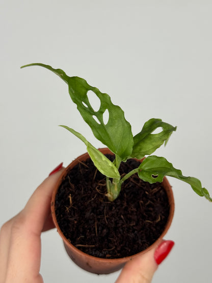 Monstera Obliqua “Perù” | Zahara