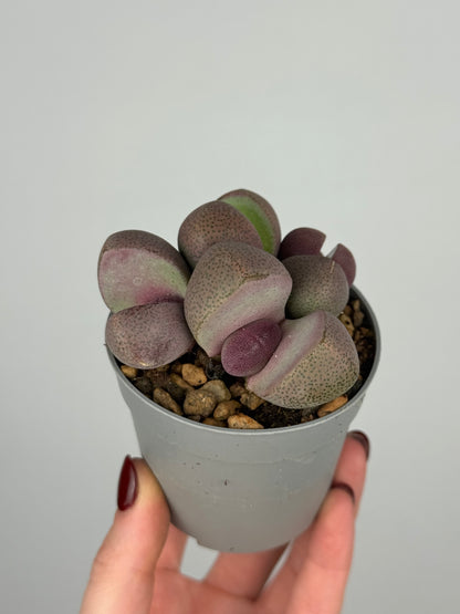 Pleiospilos nelii 'Royal Flush’