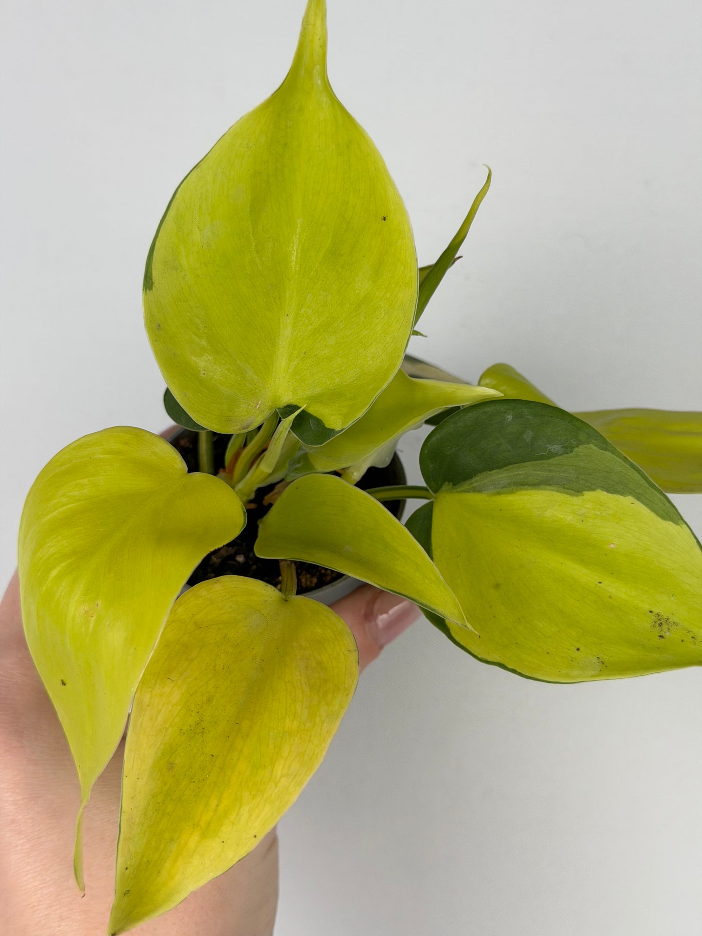 Philodendron Scandens Brasil Philodendron Tropical Corner