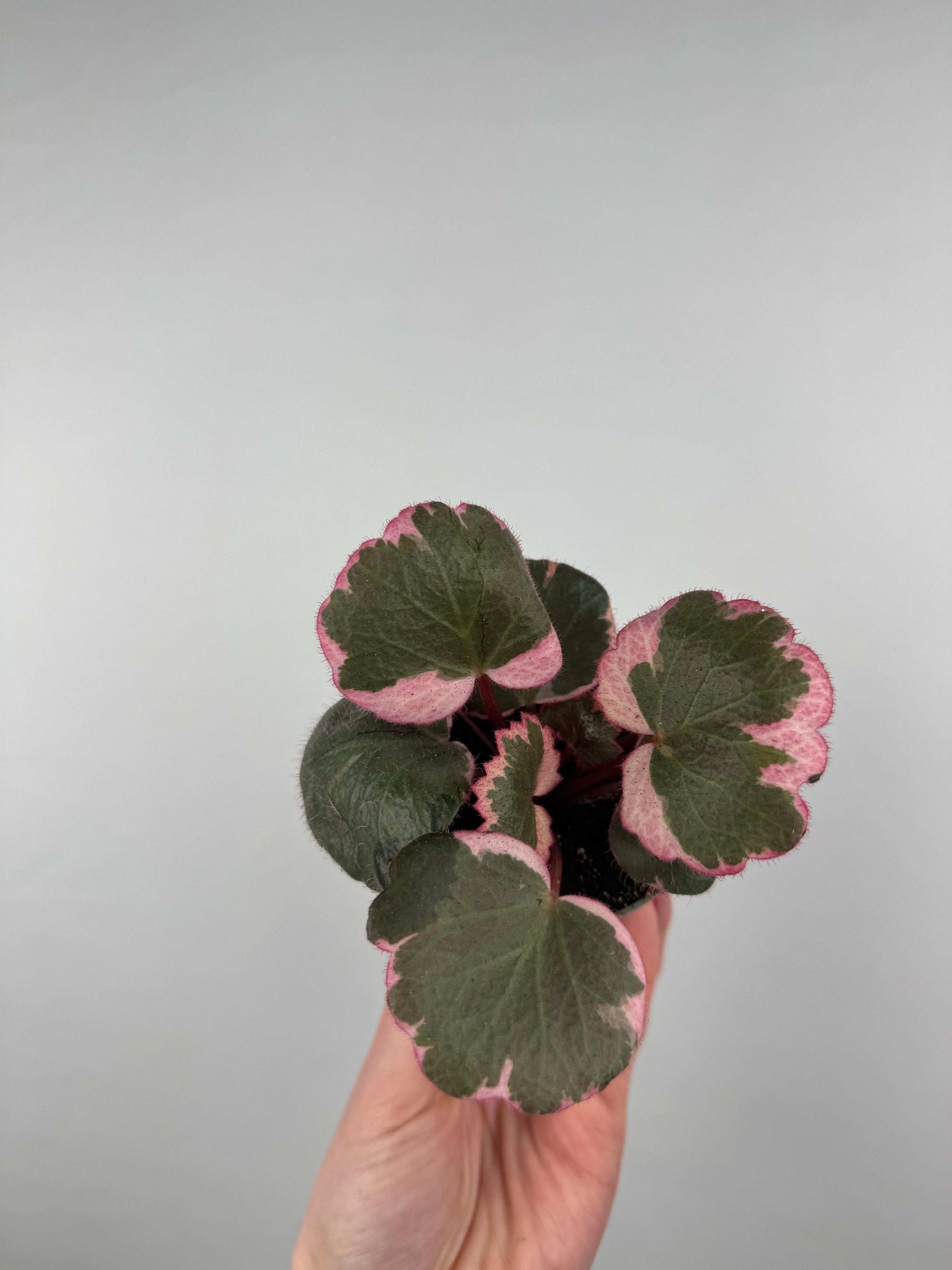 Saxifraga Stolonifera “Tricolor”