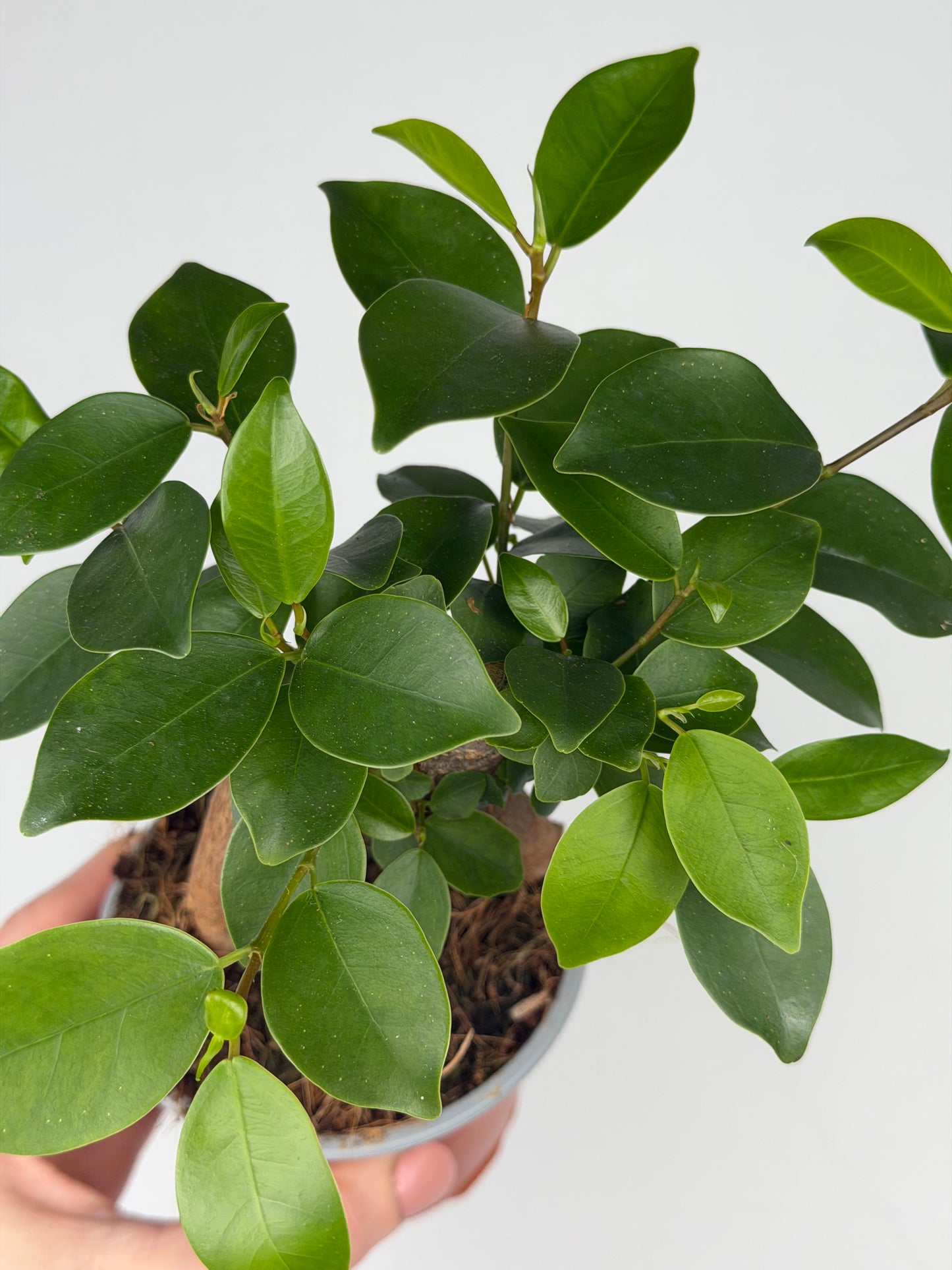 Ficus micr. Bonsai Retusa Ficus Tropical Corner