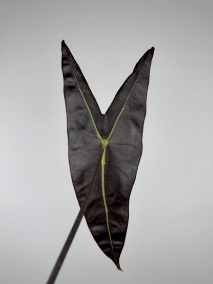 Alocasia longiloba 'Silver'