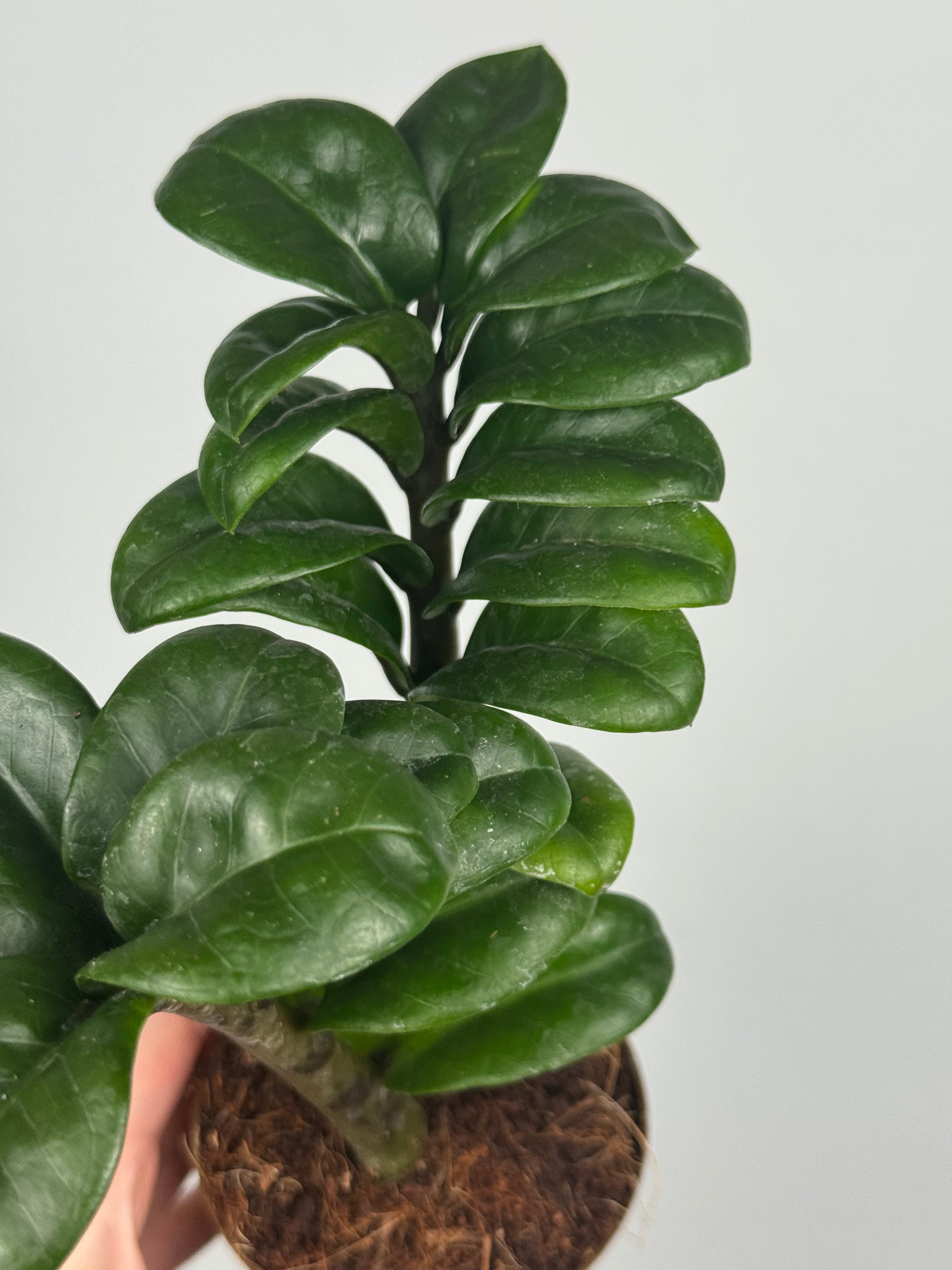 Zamioculcas Zamiifolia “Zenzi”