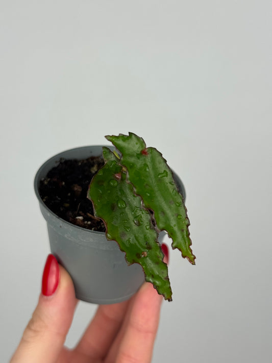 Begonia Amphioxus | Isolde