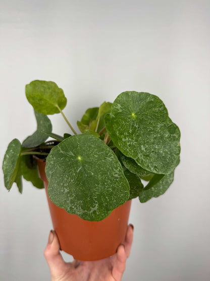 Pilea Peperomioides “Sugar”