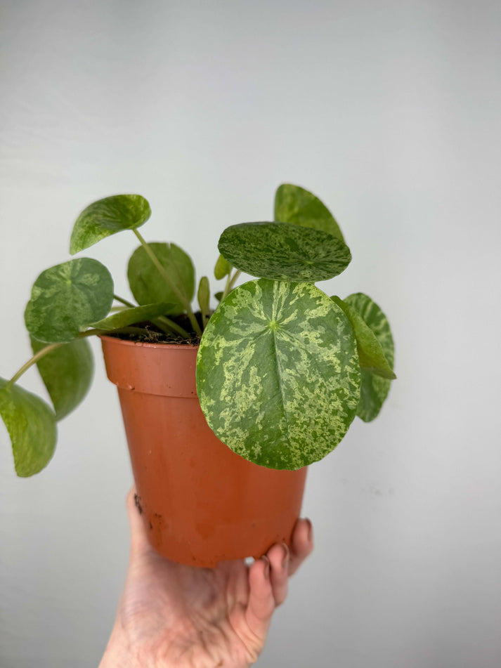 Pilea Peperomioides Mojito