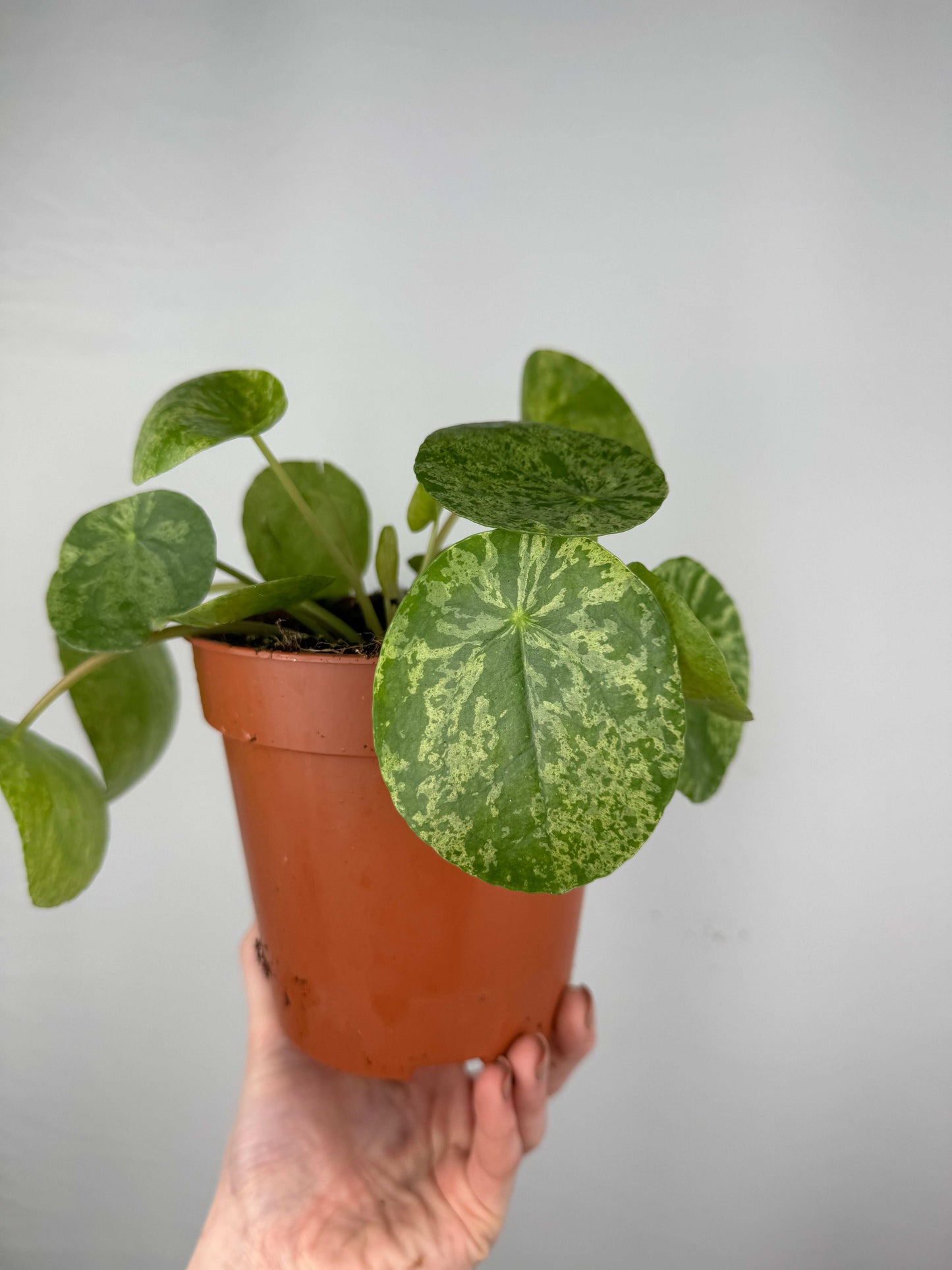 Pilea Peperomioides “Mojito”