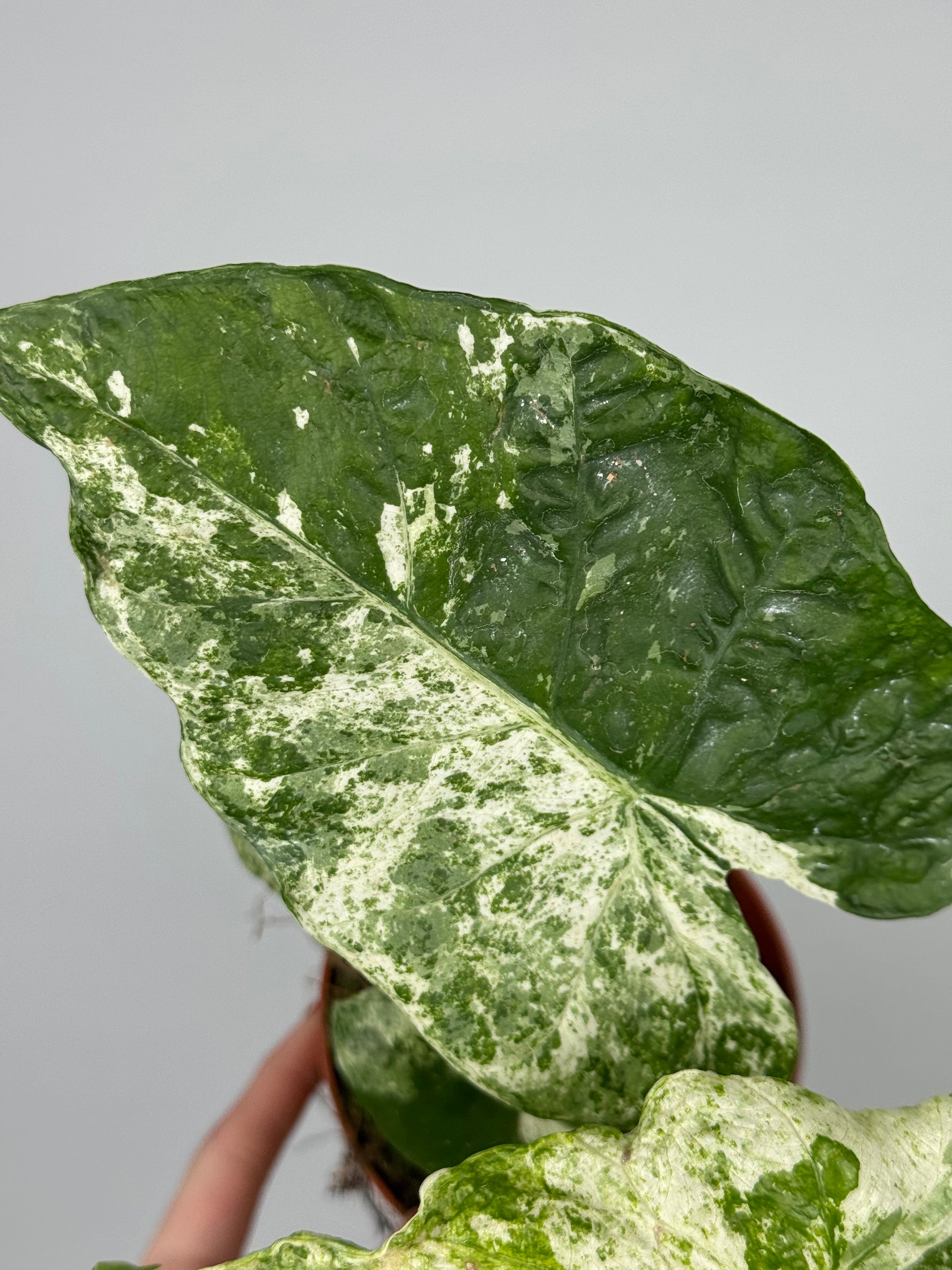 Alocasia Macrorrhiza Splash