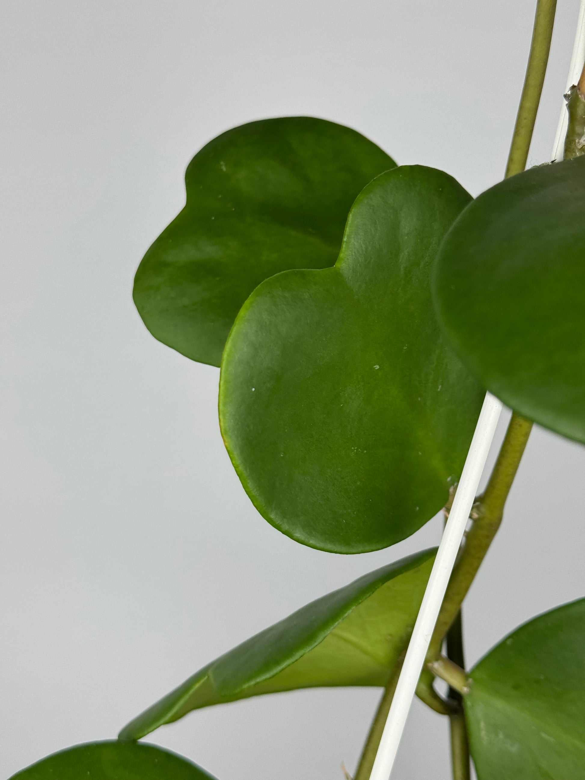 Hoya Kerrii