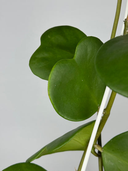 Hoya Kerrii