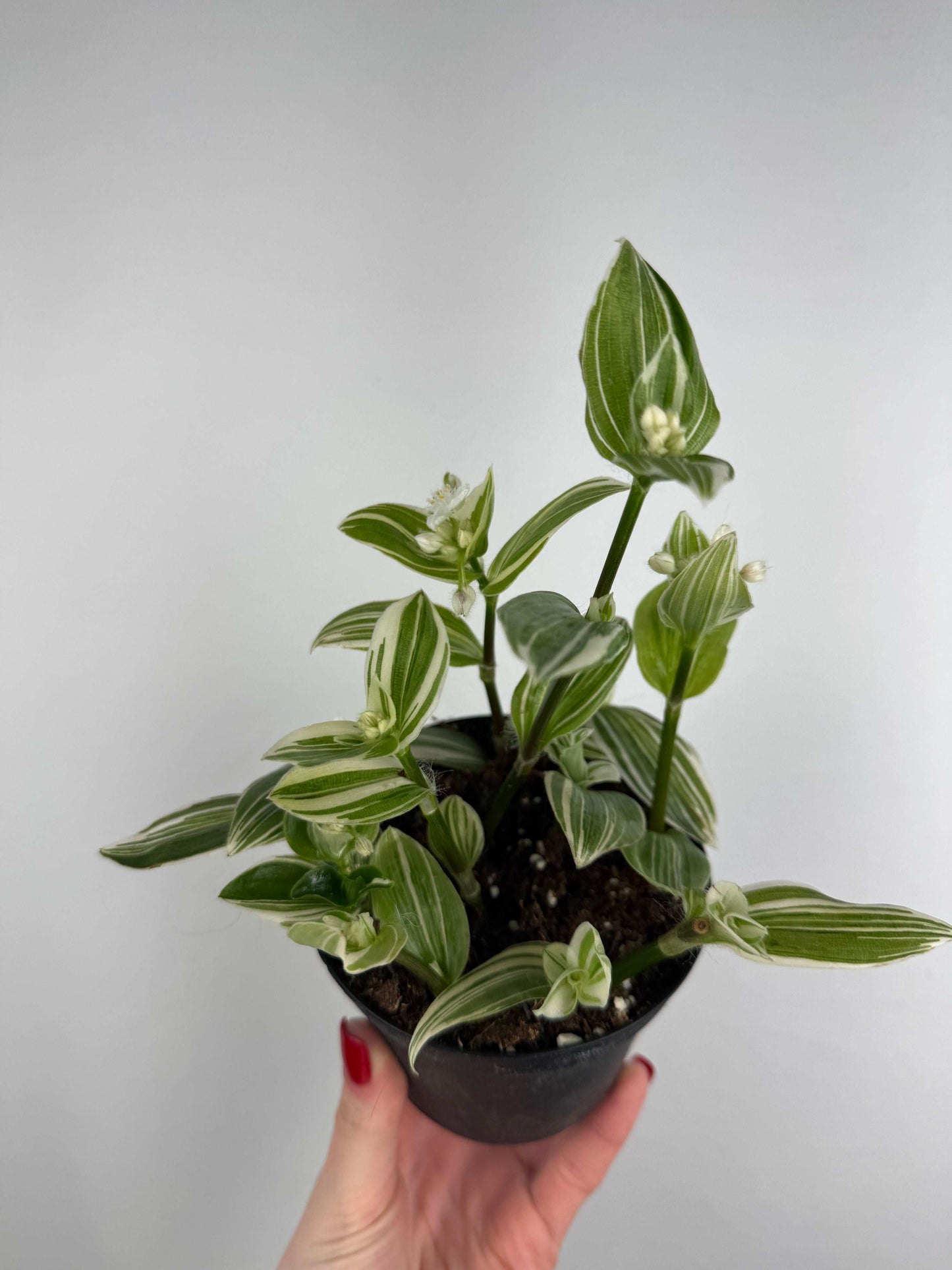Tradescantia Fluminensis “Albovittata”