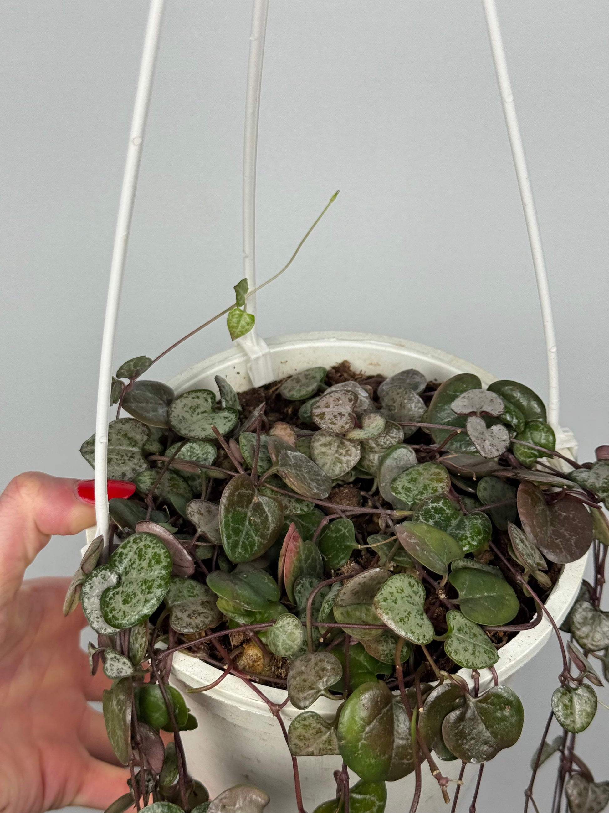 Ceropegia Woodii | Silvie