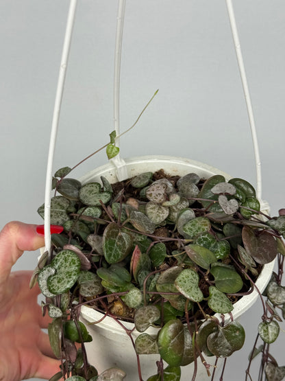 Ceropegia Woodii | Silvie