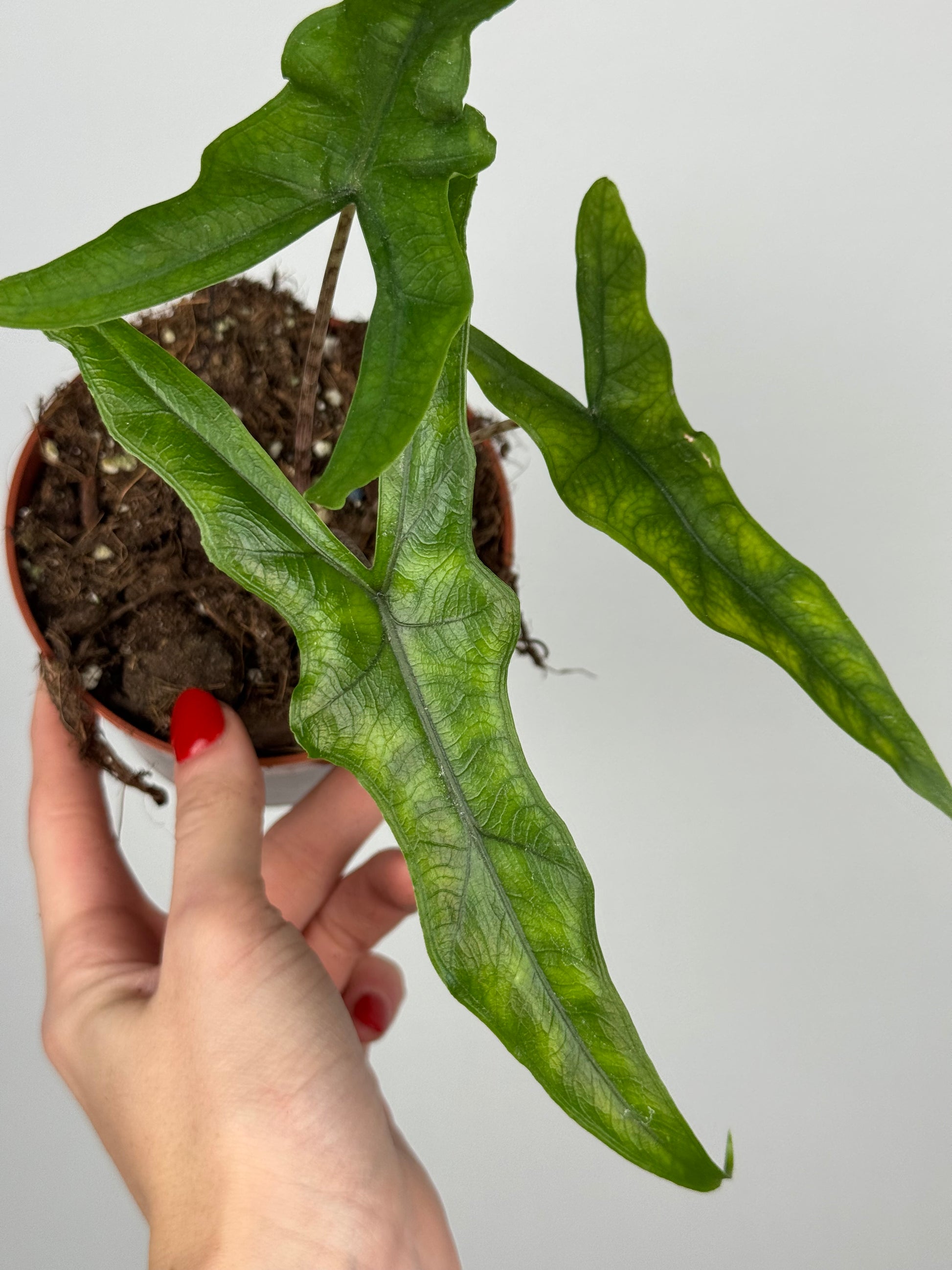 Alocasia Sabrina Narrow