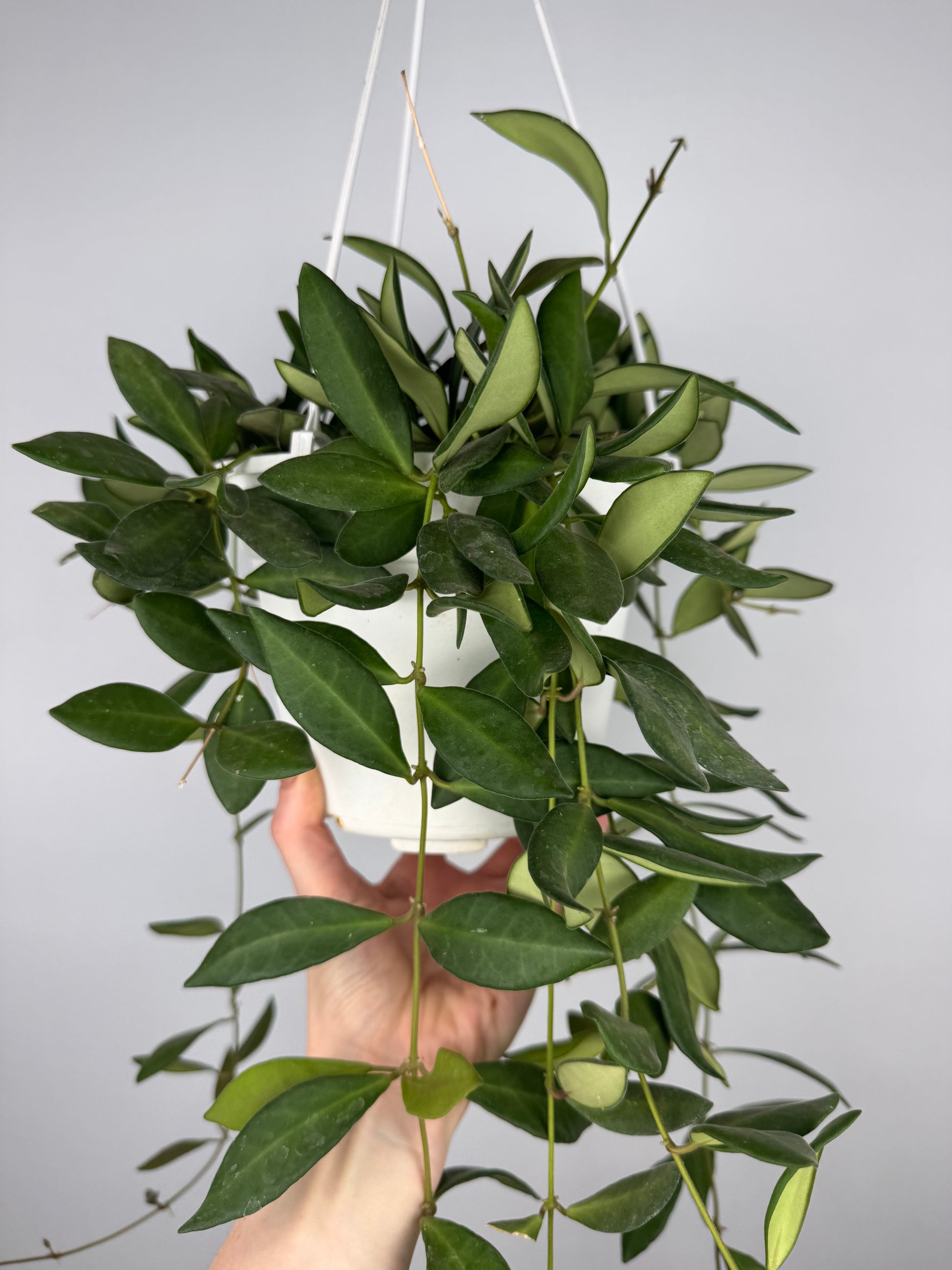 Hoya Burtoniae